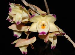 dendrobium_sanguinolentum_ws_cd