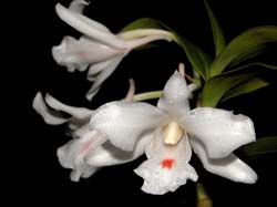 dendrobium_schildhaueri_cd