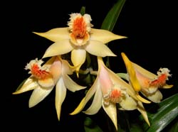 dendrobium_schrautii2_ws_cd