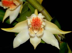 dendrobium_schrautii_ws_cd