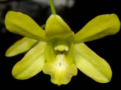 dendrobium_schulleri_ws_cd