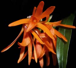 dendrobium_seidenfadenii_cd