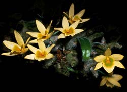 dendrobium_senile2_cd