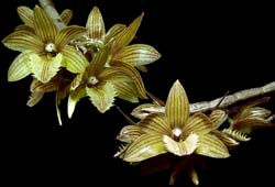 dendrobium_serratilabium2_cd