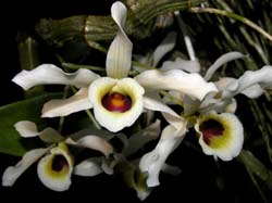 dendrobium_signatum_cd