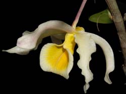 dendrobium_signatum_ws_cd