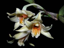 dendrobium_singkawagense2_cd