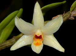 dendrobium_singkawagense4_cd