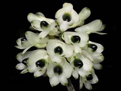 dendrobium_smiliae_alba_cd