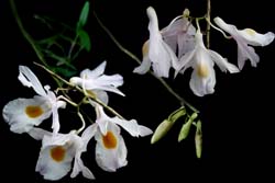 dendrobium_spathilingue_cd