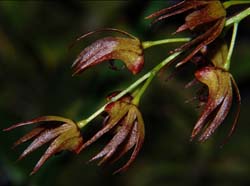 dendrobium_spec._australien_ws_cd