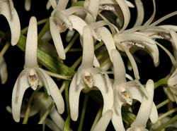 dendrobium_speciosum2_cd