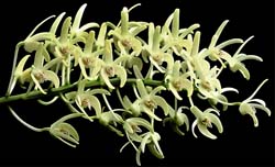 dendrobium_speciosum_cd