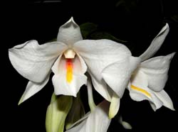 dendrobium_spectatissimum2_ws_cd