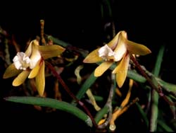 dendrobium_striolatum_cd