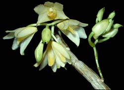 dendrobium_stuposum_cd