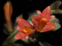 dendrobium_subacaule_ws_cd