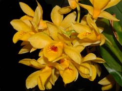 dendrobium_sulcatum2_ws_cd