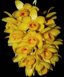 dendrobium_sulcatum_cd