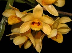 dendrobium_sulcatum_ws_cd