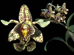 dendrobium_tabinense_cd