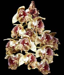 dendrobium_tapiniense _cd