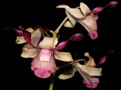 dendrobium_taurinum_cd