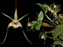 dendrobium_tetragonum_cd