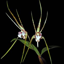 dendrobium_tetragonum_giganteum_cd