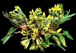 dendrobium_theionanthum_cd