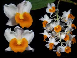 dendrobium_thyrsiflorum2_cd