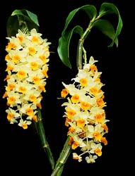 dendrobium_thyrsiflorum_cd