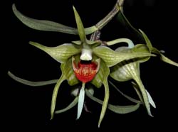 dendrobium_tobaense3_cd