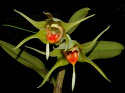 dendrobium_tobaense_ws_cd