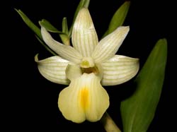 dendrobium_tobaensexuniflorum_cd