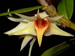 dendrobium_toppiorum_cd_WS