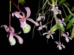 dendrobium_tortile_cd