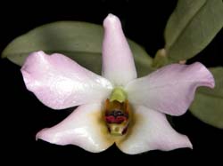 dendrobium_trantuanii2_cd