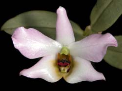 dendrobium_trantuanii3_cd