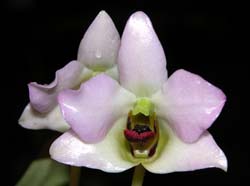 dendrobium_trantuanii5_cd