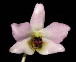 dendrobium_trantuanii_cd