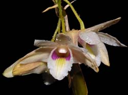 dendrobium_treubii_ws_cd