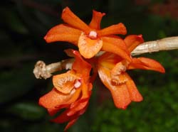 dendrobium_trichostomum_WS_cd