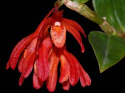 dendrobium_trichostomum_ip_cd