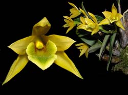 dendrobium_trigonopus_cd