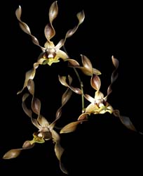 dendrobium_trilamellatum_cd