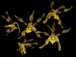 dendrobium_trilamellatum_ws_cd