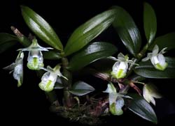 dendrobium_trilobum_cd