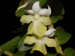 dendrobium_uniflorum2_ws_cd