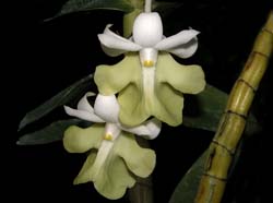 dendrobium_uniflorum_ws_cd